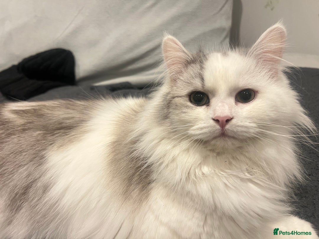 Ragdoll cats for sale: Ragdoll male 9 months old  - Advert 3