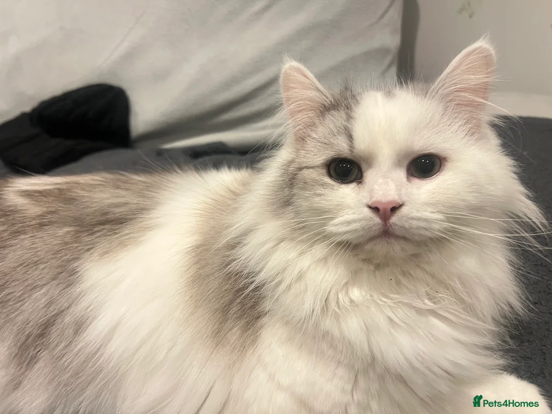 Ragdoll cats for sale: Ragdoll male 9 months old  - Advert 3