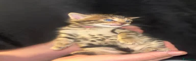 Bengal Kitten 3