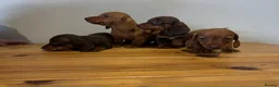 Miniature Dachshund dogs for sale: 4 gorgeous miniature dashaund puppies  - Advert 2