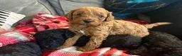 Miniature Poodle dogs for stud: KC Registered pure red miniature poodle STUD 🧡 - Advert 6