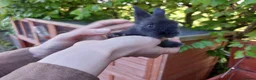 Lionhead rabbits for sale: Gorgeous Lionhead bunny in Worcester - Advert 2