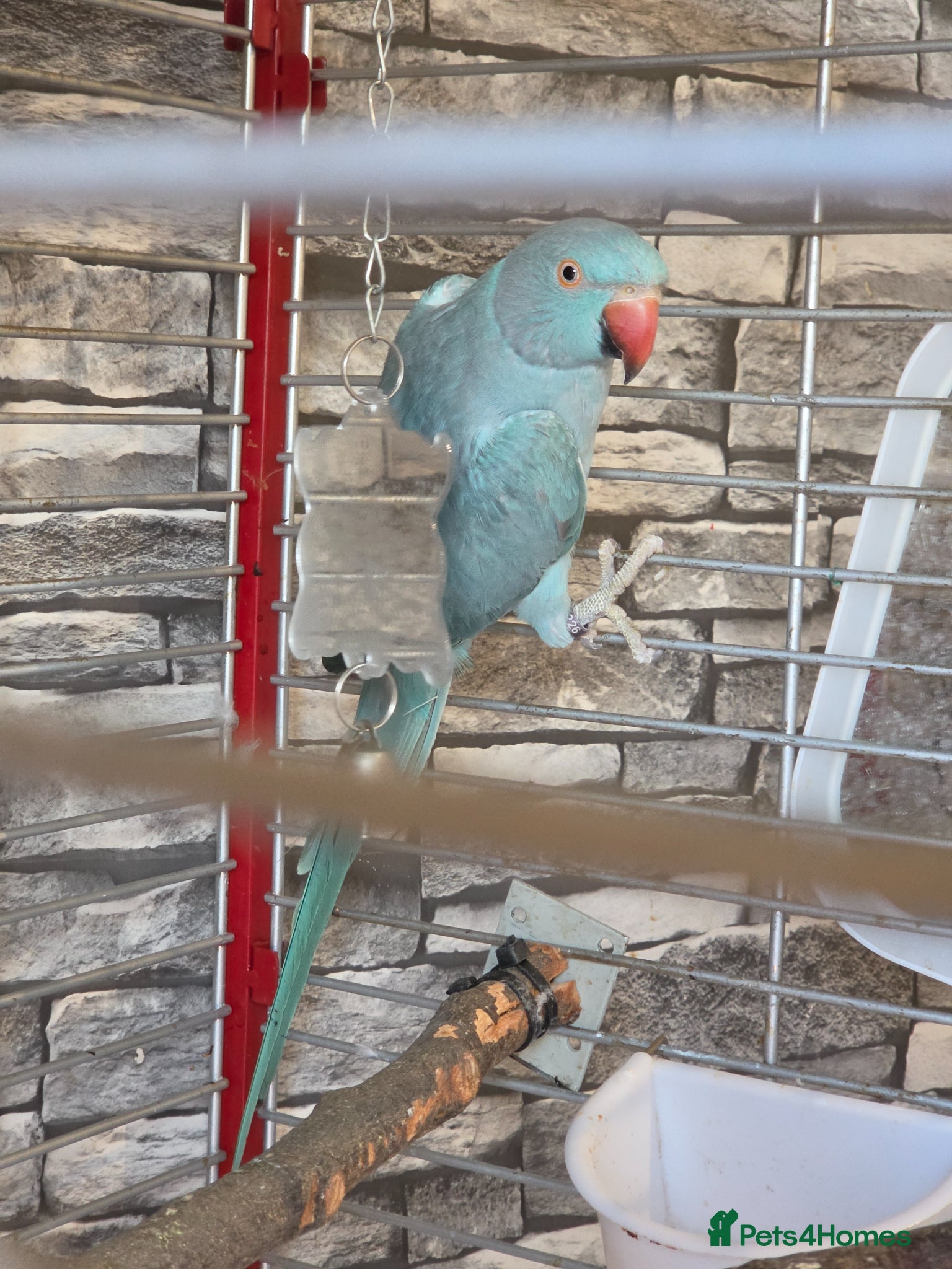 Ringnecks birds for sale: Blue Ringneck  female  - Advert 4