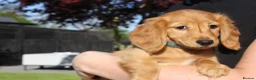Miniature Dachshund dogs for sale: READYNOW KC cream L/H Health tested Mini Dachshund - Advert 16