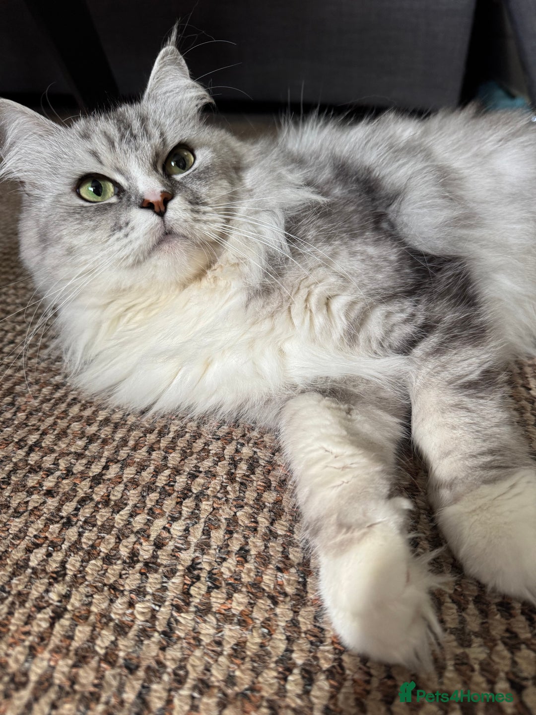 Maine Coon cats for sale: Ciri  - Image 15