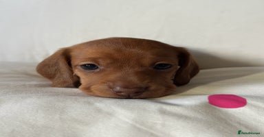 Miniature Dachshund dogs - Advert 2