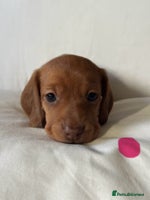 Miniature Dachshund dogs - Advert 9
