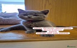 British Shorthair cats for sale: My 3 cute girls are ready to find new family💗  - Image 6