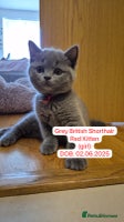 British Shorthair cats - Advert 4