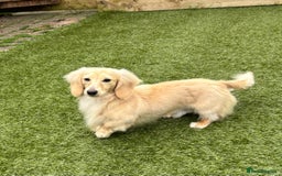 Miniature Dachshund dogs for stud: ee Cream Longhaired Miniature Dachshund for Stud in Helensburgh - Image 1