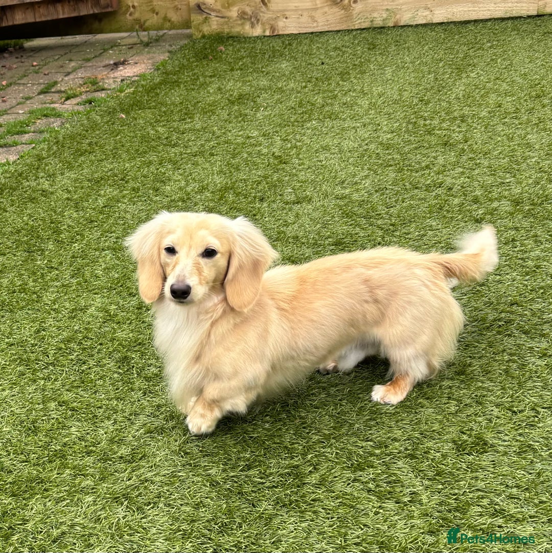Miniature Dachshund dogs for stud: ee Cream Longhaired Miniature Dachshund for Stud in Helensburgh - Image 1