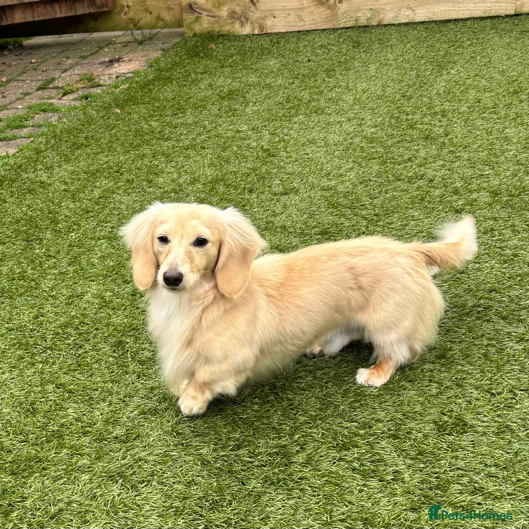 Miniature Dachshund dogs for stud: ee Cream Longhaired Miniature Dachshund for Stud in Helensburgh - Advert 1