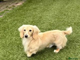 Miniature Dachshund dogs ee Cream Longhaired Miniature Dachshund for Stud in Helensburgh - Advert 6