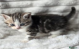 British Shorthair cats for sale: Gorgeous British Short-hair cross Kittens  - Image 16