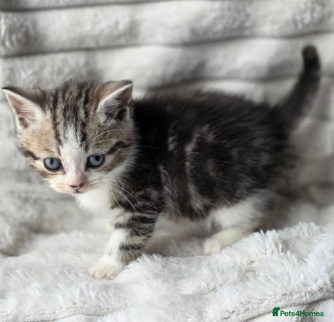 British Shorthair cats for sale: Gorgeous British Short-hair cross Kittens  - Image 16