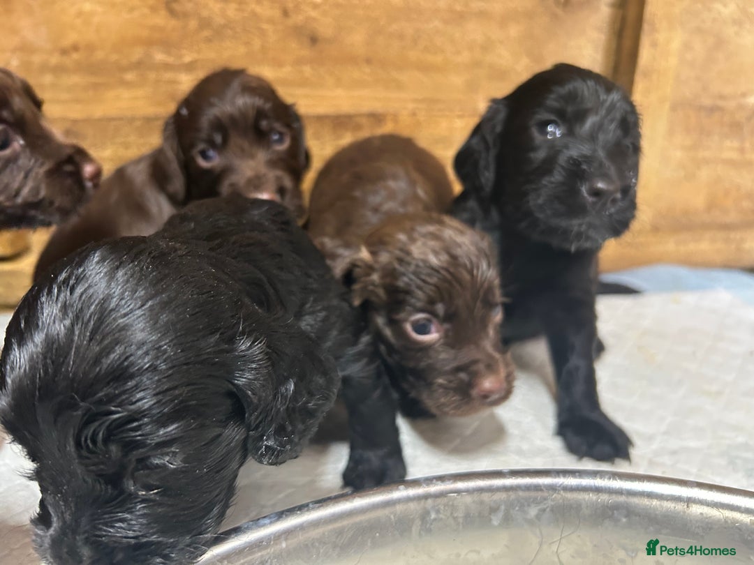 Cocker Spaniel dogs for sale: Beautiful litter  - Image 13