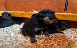 Rottweiler dogs for sale: Top Quality Rottweiler Puppies - Image 8