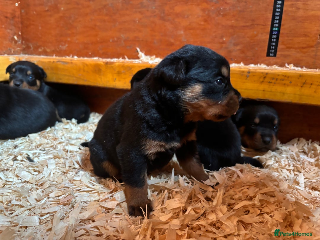 Rottweiler dogs for sale: Top Quality Rottweiler Puppies - Image 8