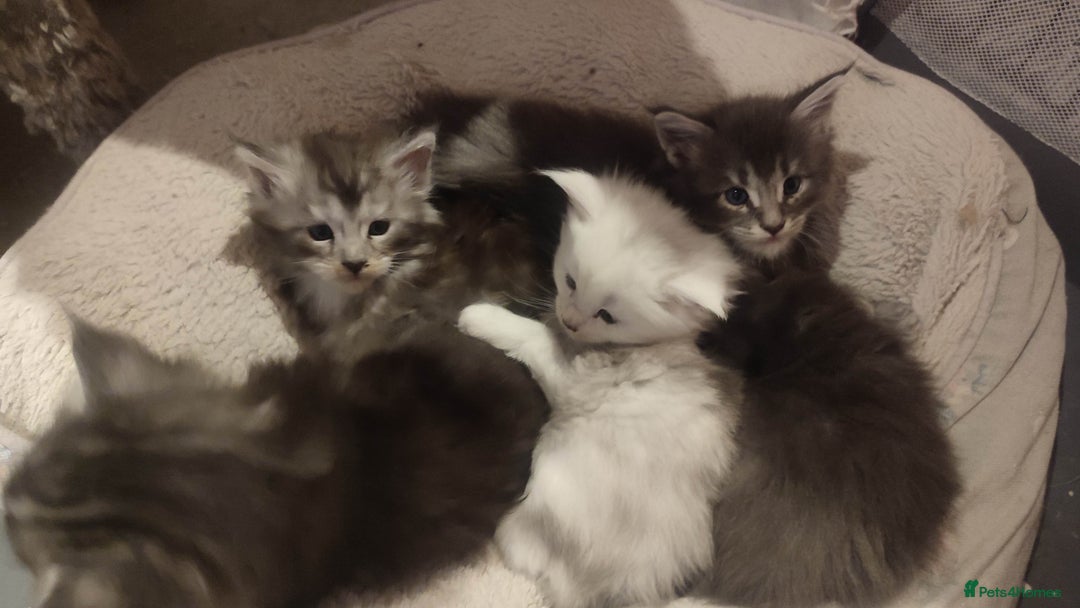 Maine Coon cats for sale: Tica Reg and fully health tested - Advert 3