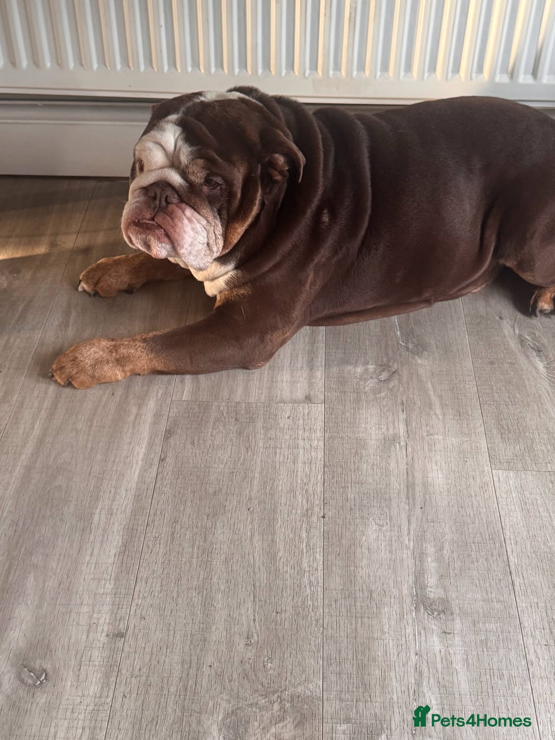 English Bulldog dogs for sale: 4yr old Male British bulldog  - Advert 1