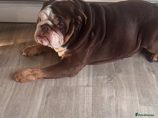 English Bulldog dogs 4yr old Male British bulldog - Advert 1