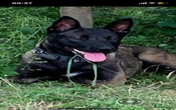 Belgian Shepherd Dog dogs for sale: Belgian Malinois Puppies - Image 10