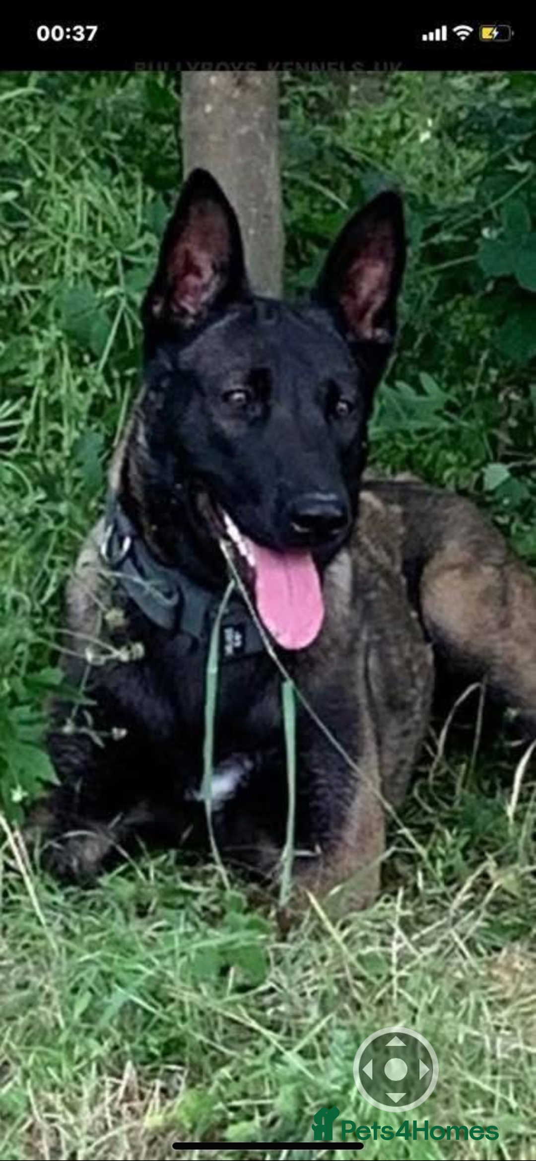 Belgian Shepherd Dog dogs for sale: Belgian Malinois Puppies - Image 10