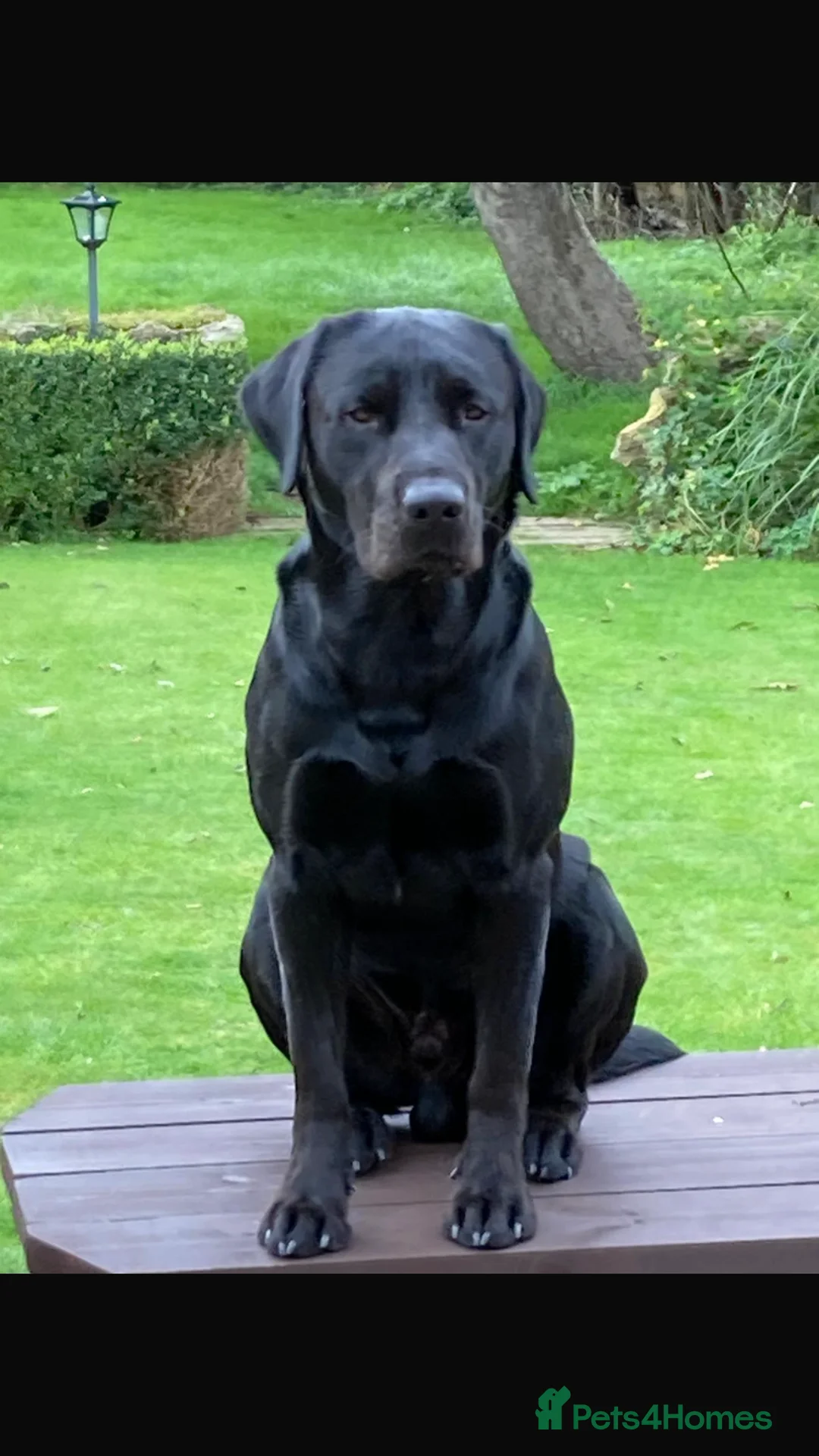 Borador dogs for sale: Gorgeous Bordador Boy in Scarborough - Advert 4