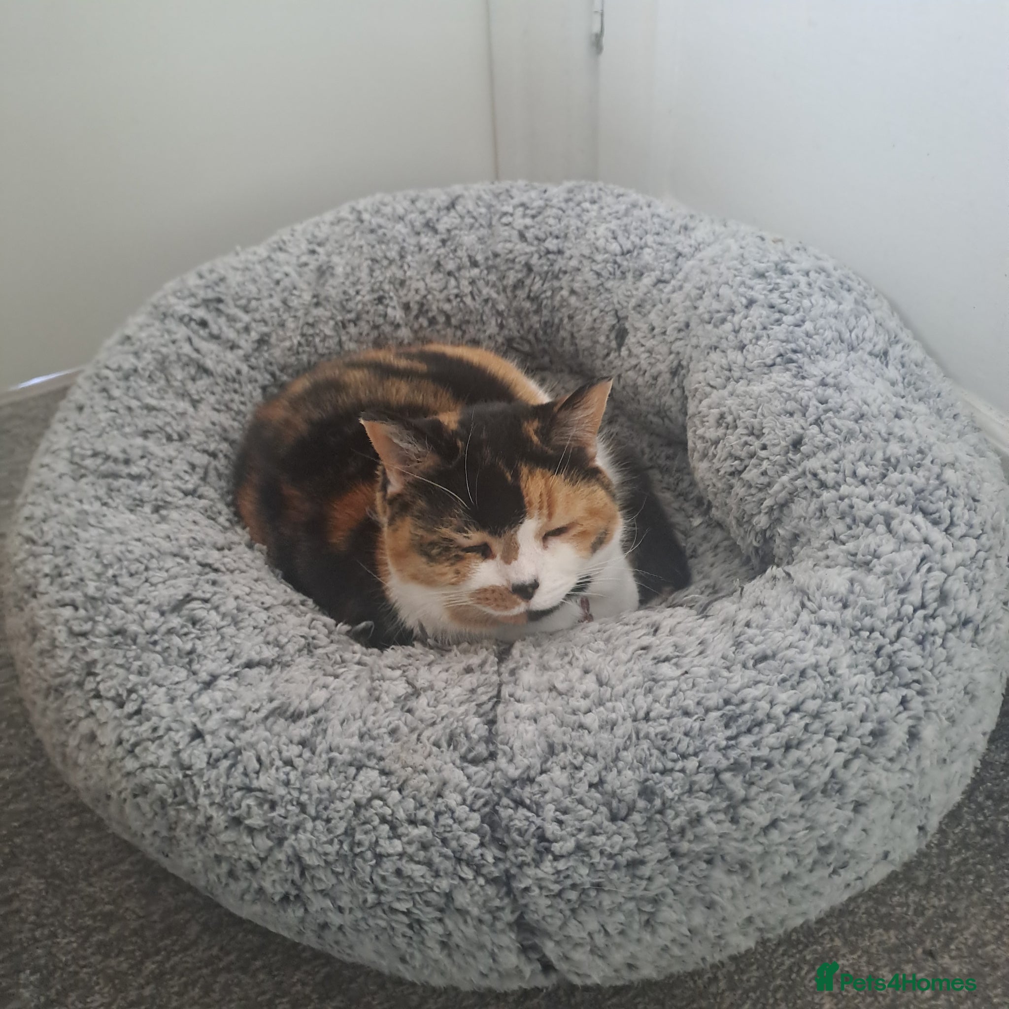 Mixed Breed cats 5 years old. Speyed. Very friendly. - Advert 1