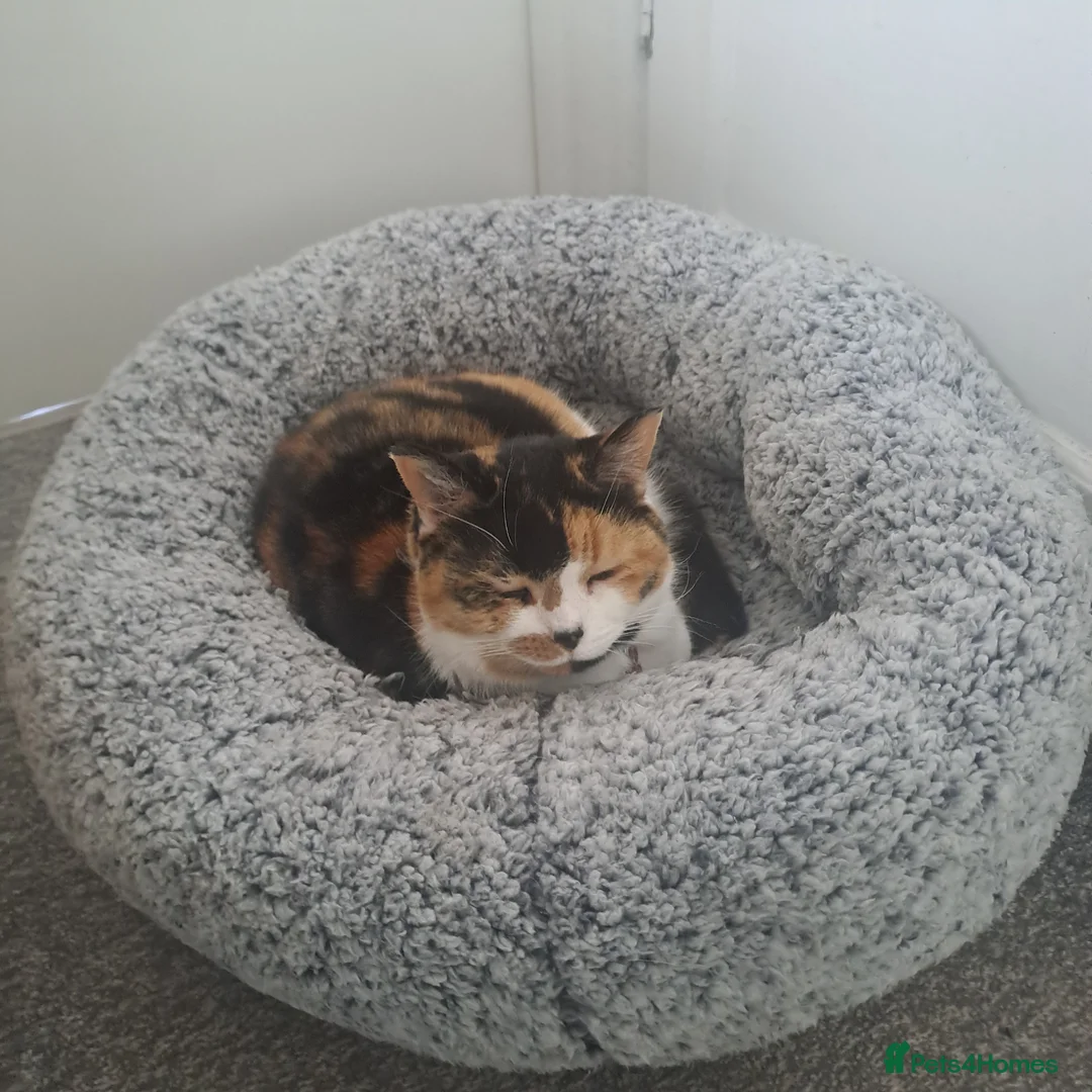 Mixed Breed cats for sale: 5 years old. Speyed. Very friendly. in Stockport - Advert 1