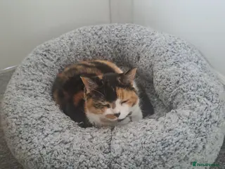 Mixed Breed cats 5 years old. Speyed. Very friendly. - Advert 5