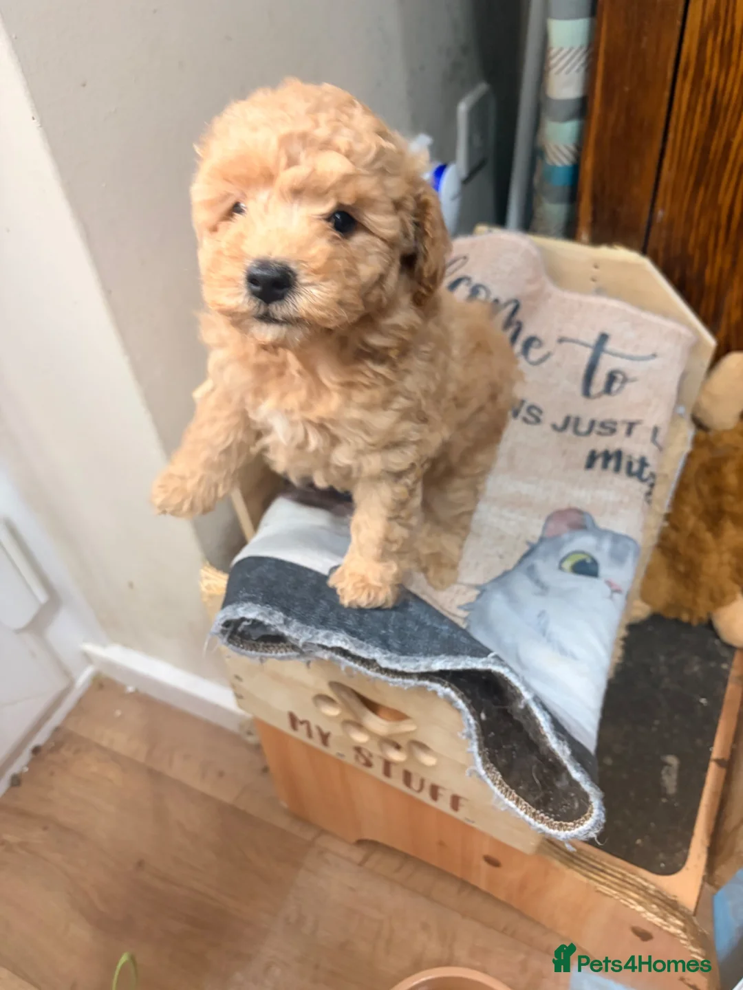 Maltipoo dogs for sale: Maltipoo Girl - Advert 10