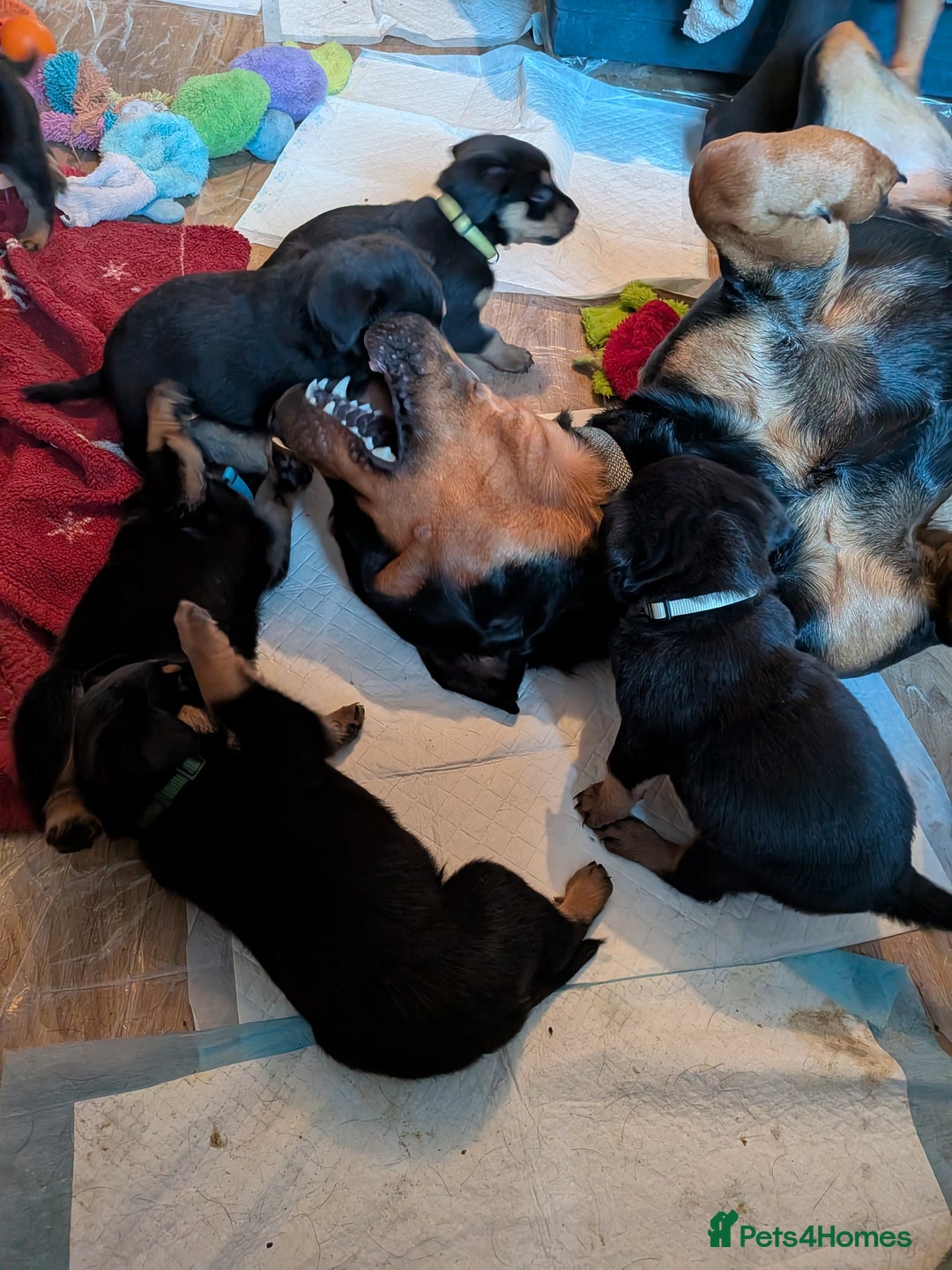 Rottweiler dogs for sale: ⭐ Rottweiler ⭐ - Advert 1