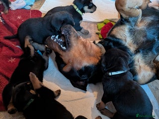 Rottweiler dogs Rottweiler ready 27.12.25 - Advert 3