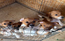 Mixed Breed dogs for sale: Plummer X Jack Russell Puppies - Image 2