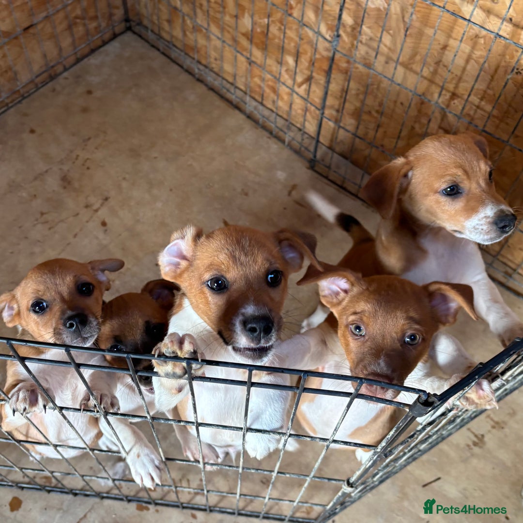 Mixed Breed dogs for sale: Plummer X Jack Russell Puppies - Image 2