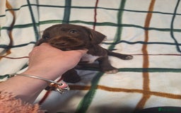 Mixed Breed dogs for sale: Beautiful dachshund mix puppies  - Image 12