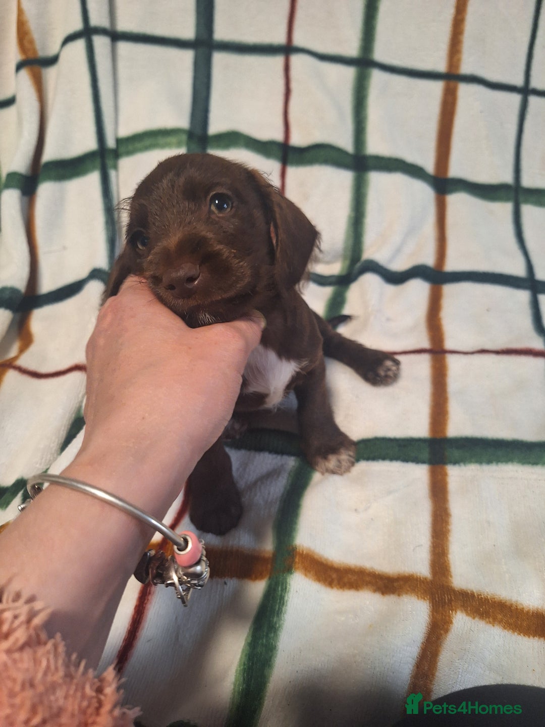 Mixed Breed dogs for sale: Beautiful dachshund mix puppies  - Image 12