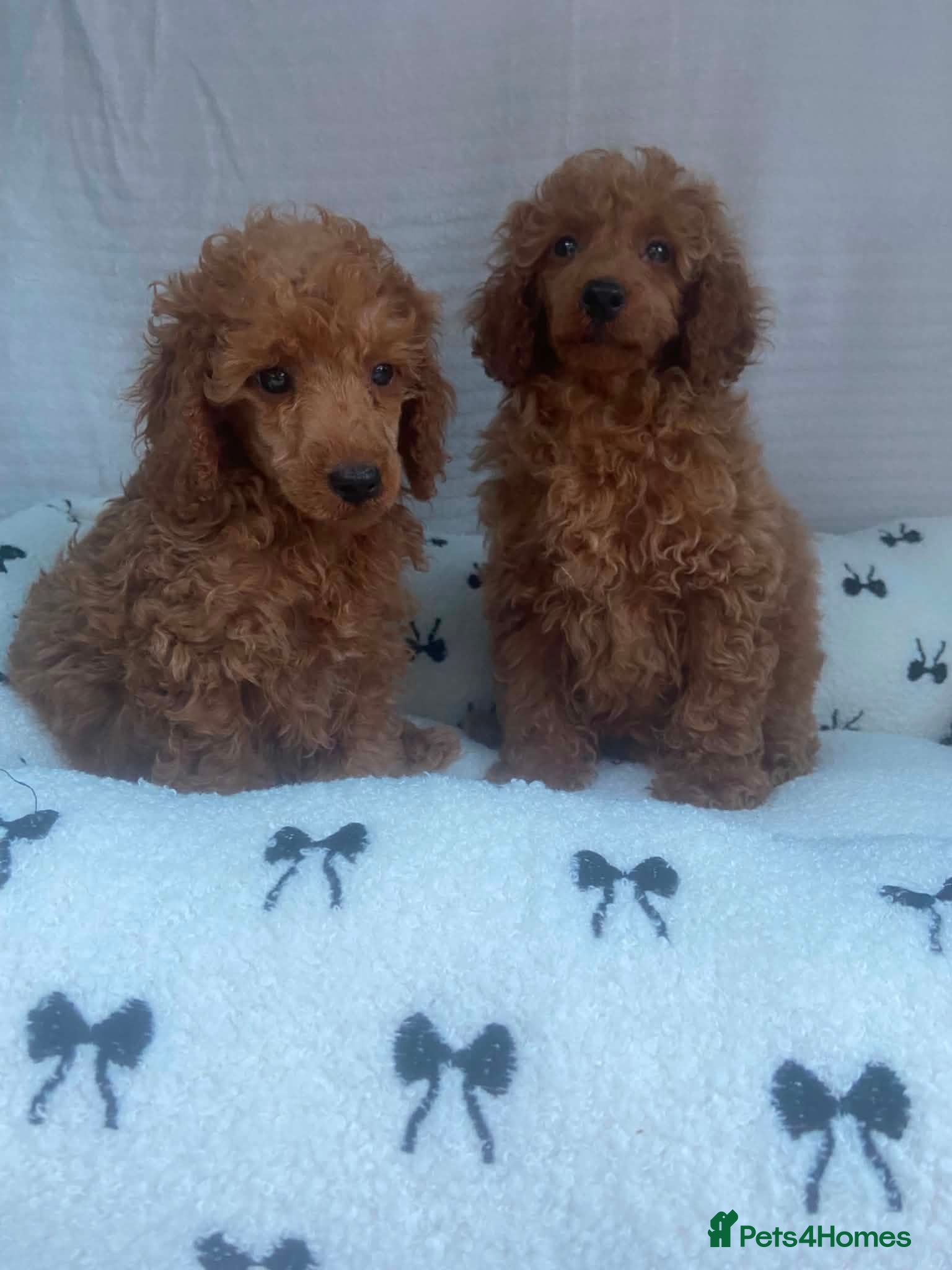 Miniature Poodle dogs Beautiful miniature poodles puppies - Advert 7