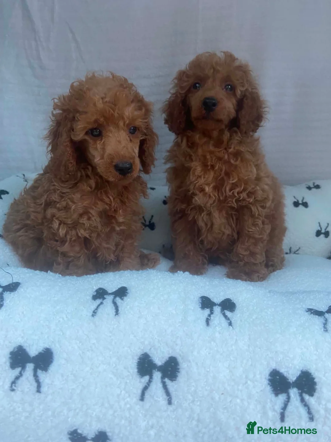 Miniature Poodle dogs for sale: Beautiful miniature poodles puppies - Advert 1
