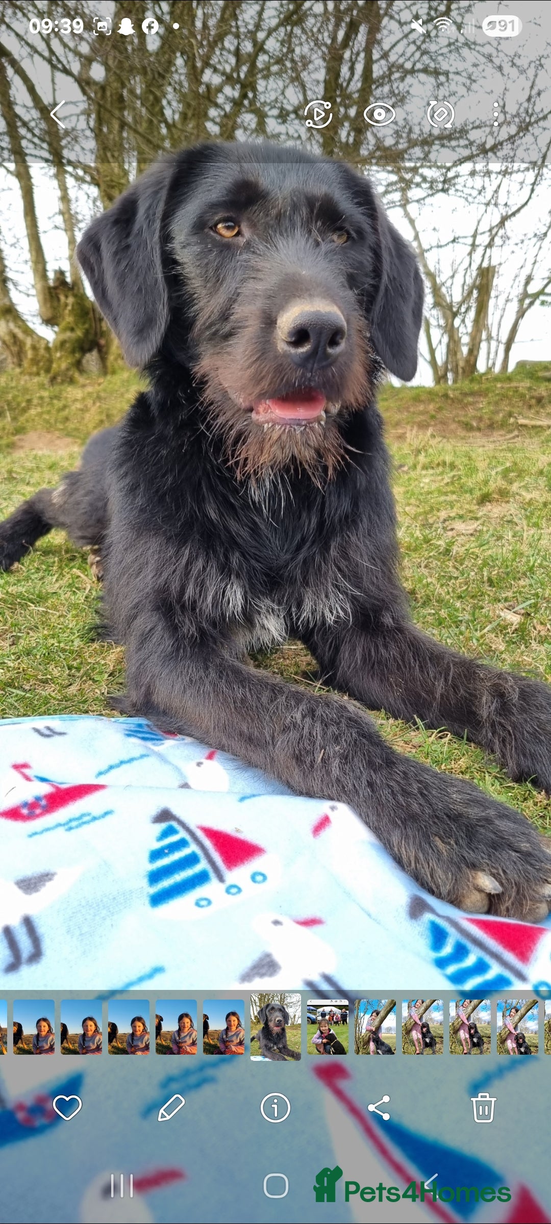 Mixed Breed dogs for sale: collie cross Hungarian vizler - Image 4