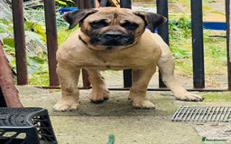 Mixed Breed dogs for sale: Labrador  - Image 4