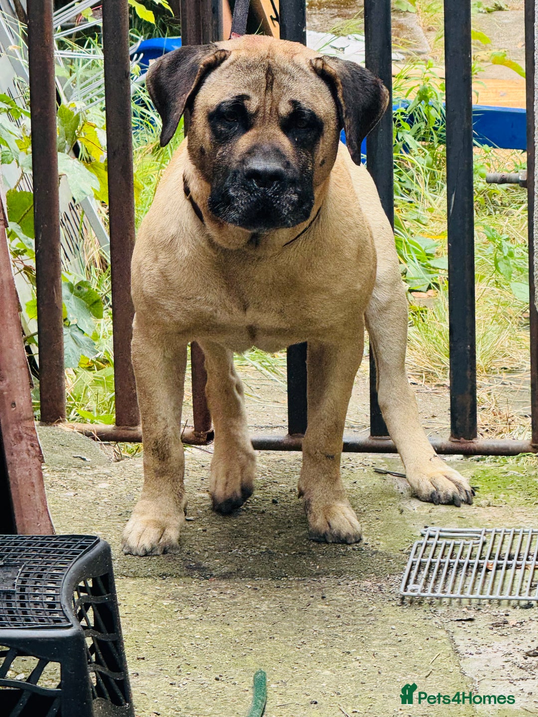 Mixed Breed dogs for sale: Labrador  - Image 4