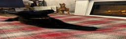 German Shepherd dogs for sale: 2 Working line female German Shepard pups  in Basildon - Advert 5