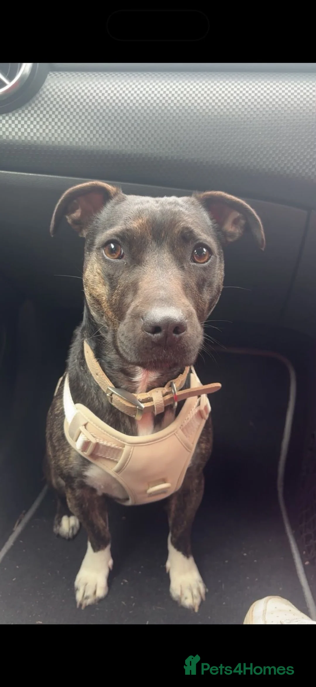 Mixed Breed dogs for sale: 2 year old staffie cros terrier in Bridgend - Advert 1
