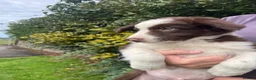 Bearded Collie dogs for sale: Beautiful bouncing Beardies  - Advert 8