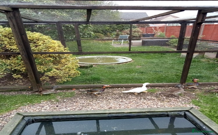 Ducks poultry - Advert 1