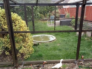 Ducks poultry - Advert 17