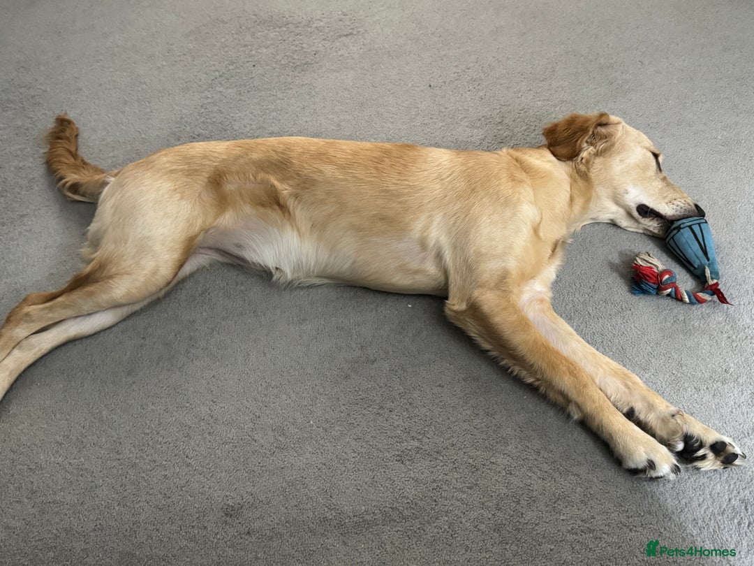 Golden Retriever dogs for sale: 7 month old female golden retriever - Advert 3