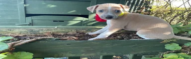Italian Greyhound 4
